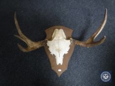A set of deer antlers and skull mounted on shield