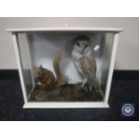 A 20th century display case containing a taxidermy barn owl and squirrel