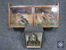 Two display cases containing taxidermy birds