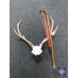 A set of antlers together with a parasol and a walking stick