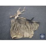 A small collection of antlers and fur pelt