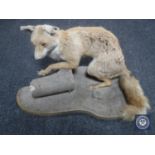 A taxidermy fox on naturalistic plinth