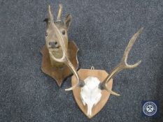 A taxidermy deer head on shield together with a deer skull and antlers mounted on shield