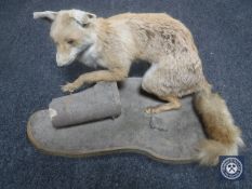 A taxidermy fox on naturalistic plinth