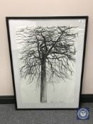 Donald James White : Beech, charcoal study, signed, dated 17.11.83, 84 cm x 59 cm, framed.