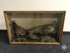 A 20th century glazed display case containing three taxidermy game birds