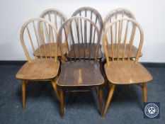 Six Ercol dining chairs
