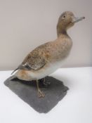 A taxidermy duck mounted on slate