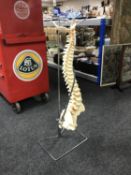 A medical model of the spine with pelvis on stand with doctor's stethoscope