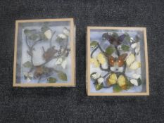 Two display cases containing butterfly samples