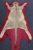 An early twentieth century cheetah pelt