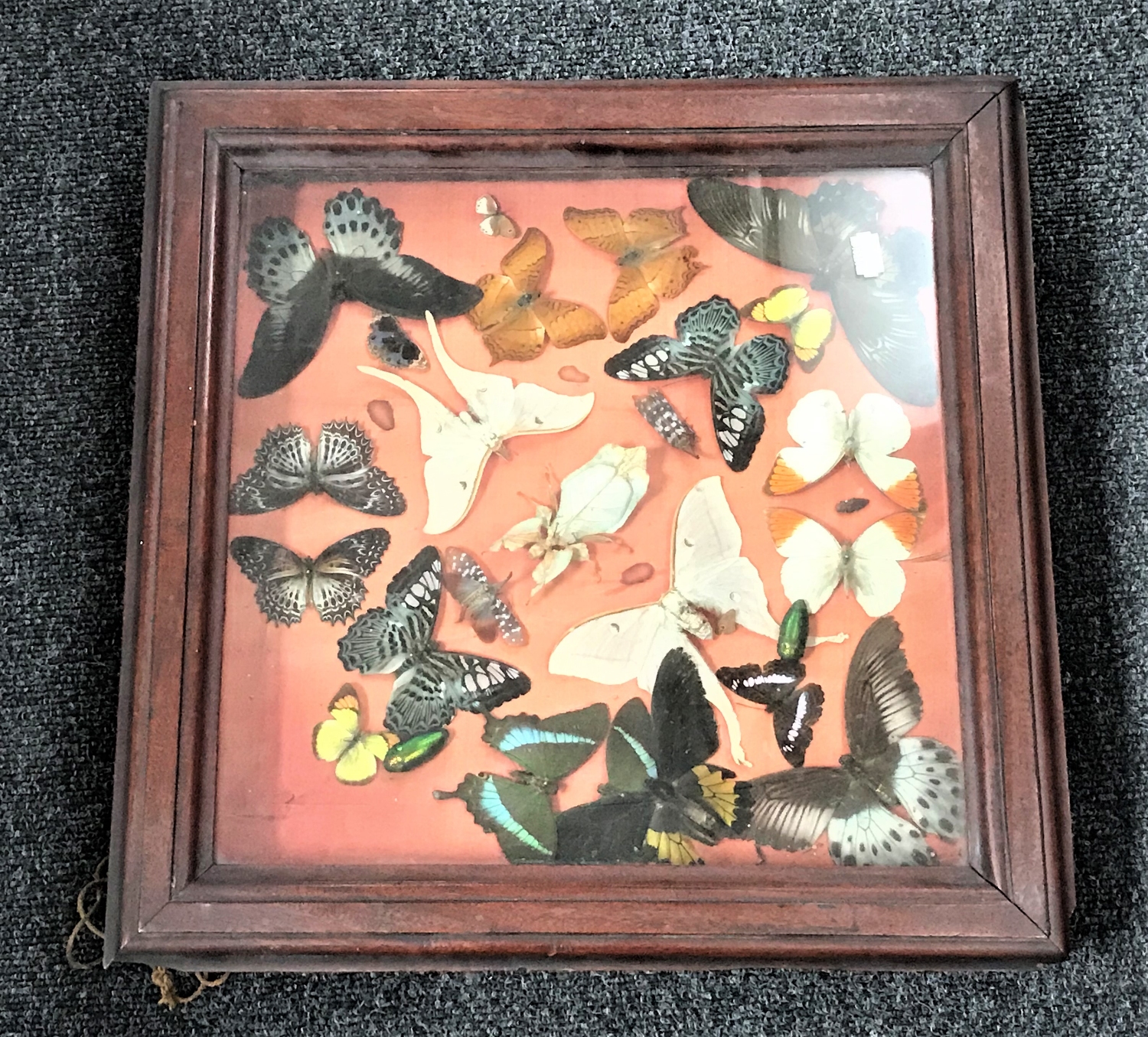 A mahogany display case containing butterfly specimens