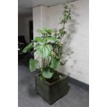 A 'Golden Delicious' apple tree in a wooden planter