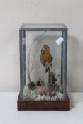 A taxidermy robin in naturalistic setting in leaded glass case