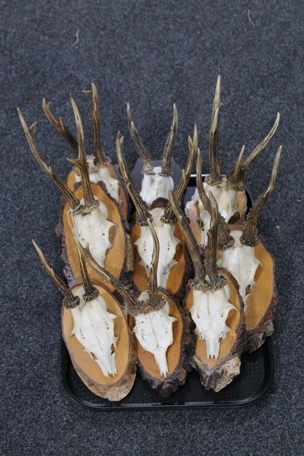 A tray of nine sets of roe deer antlers and skulls mounted on wooden plaques