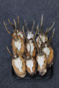 A tray of nine sets of roe deer antlers and skulls mounted on wooden plaques