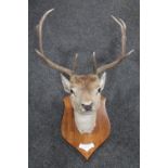 A taxidermy wall mount - Deer CONDITION REPORT: Small split near the mouth.