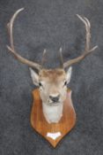 A taxidermy wall mount - Deer CONDITION REPORT: Small split near the mouth.