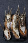 A tray of nine sets of roe deer antlers and skulls mounted on wooden plaques