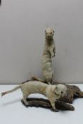 Two taxidermy stoats mounted on tree bark