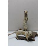 Two taxidermy stoats mounted on tree bark