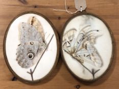 A pair of early 20th century oval brass frames containing moth specimens