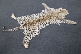 An early twentieth century Cheetah pelt