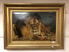 20th Century school : Lion with cub, oil on canvas, 74 cm x 50 cm, framed.