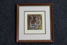 A framed Anthony Gibbs signed in pencil print, Bengal Tiger,