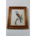 A 20th century watercolour depicting a bird on a branch