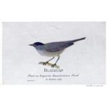 CAPERN, birds, Reward Cards, p/b, a.c.m., G, 25