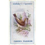 GALLAHER, British Birds, G to EX, 96