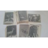 PHOTOGRAPHS, celluloid negatives, animals inc. zoos, dogs, lions, birds, elephant etc., VG to EX,