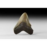 Natural History - Megalodon Shark Fossil Tooth