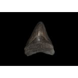 Carcharocles Megalodon Fossil Shark's Tooth