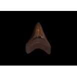 Carcharocles Megalodon Fossil Shark's Tooth