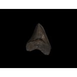 Carcharocles Megalodon Fossil Shark's Tooth