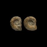 Natural History Ammonite Pair