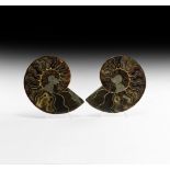 Natural History - Cut and Polished Ammonite