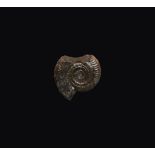 Natural History - Ammonite Fragment