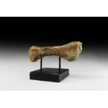 Natural History - Ice Age Bison Tibia Bone