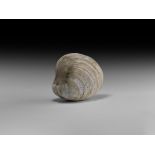 Natural History - Giant Fossil Bivalve
