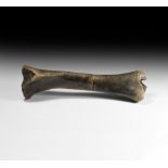 Natural History - Fossil Horse Leg Bone