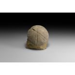 Natural History - Fossil Sea Urchin