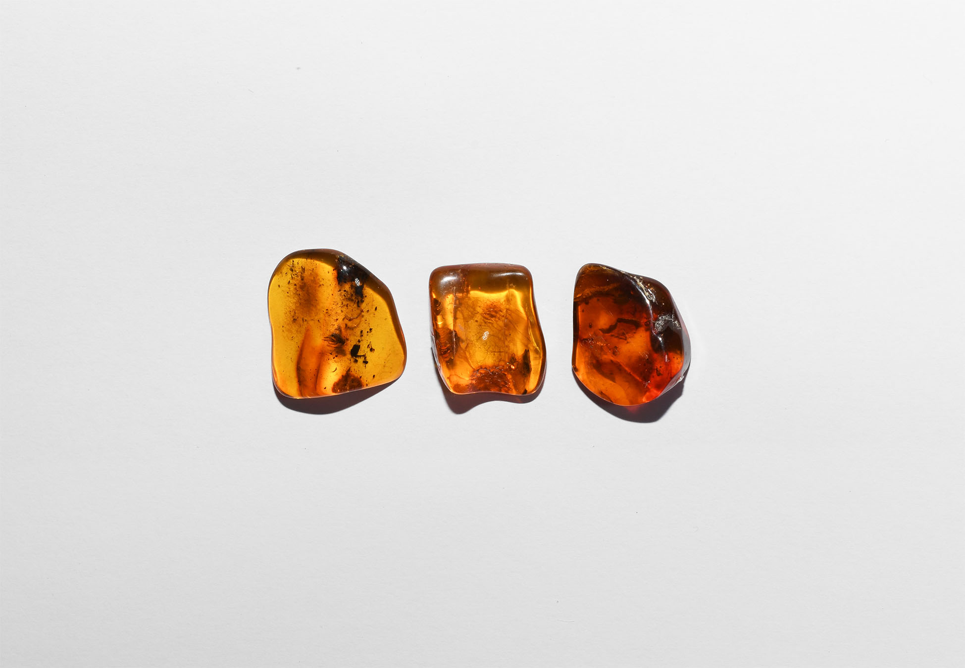 Natural History - Polished Baltic Amber Pieces with Flies and Spider