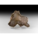 Natural History - Fossilised Wood Slice