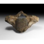 Natural History - Woolly Mammoth Thoracic Vertebra