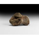 Natural History - Woolly Mammoth Knee Bone