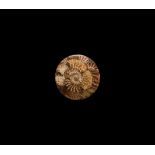 Natural History - Ammonite Composite Plate