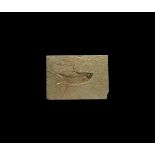Natural History - Fossil Knightia Alta Fish
